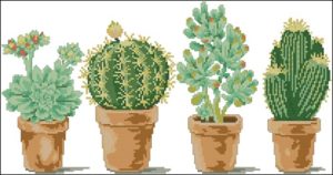 Cactuses Cactuses
