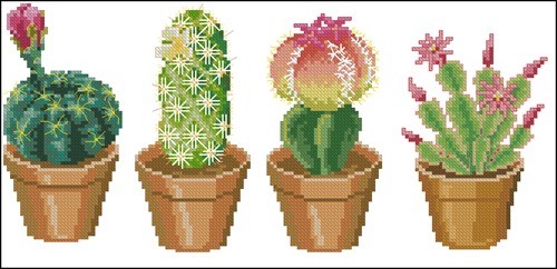 Four Blooming Cacti in Pots