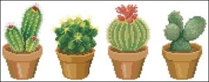 Cactuses Cactuses
