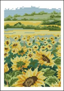 Sunflower Field Sunflower Field