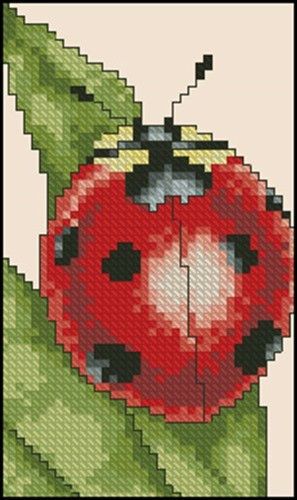 Ladybug Ladybug