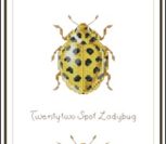 Yellow bugs Yellow bugs