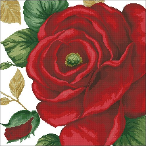 41103 Rose Red