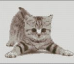 Игривый котенок Игривый котенок