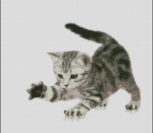 Игривый котенок 2 Игривый котенок 2