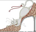 Cat in red shoe Cat in red shoe
