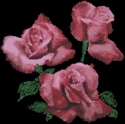 Three Pink Roses