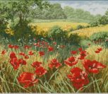 A host of poppies A host of poppies