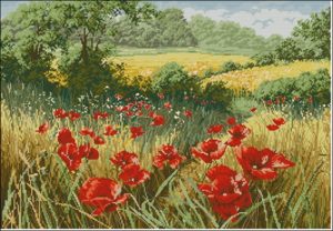 A host of poppies A host of poppies