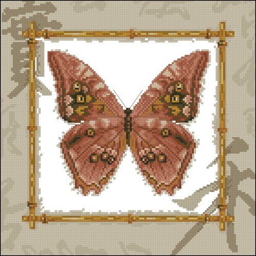 Морфо амфитрион БС-002
