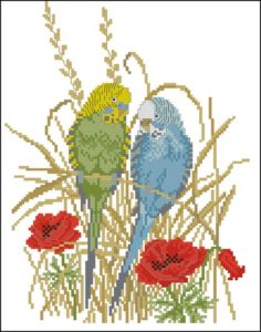 Eva Rosenstand - 12994 Budgerigar