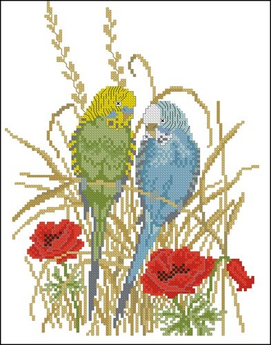 Eva Rosenstand - 12994 Budgerigar