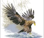 Eagle in Flight Eagle in Flight