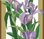 Purple Irises Purple Irises