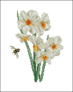 TG 1087 Narcissus