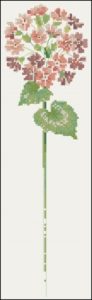 BK049 Primula