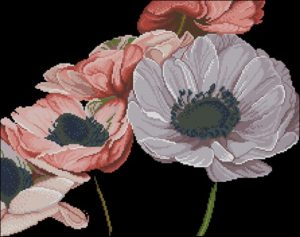 Anemones' Heart Anemones' Heart