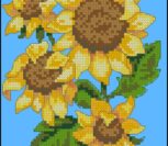 Sunflower Drama Sunflower Drama
