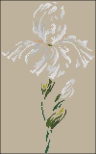 DMC - Iris DMC - Iris