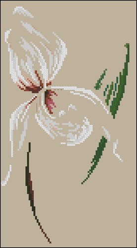 DMC Orchid