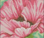 Pink Poppy - flower Pink Poppy - flower