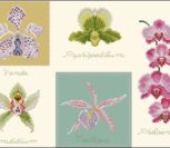 DMC 5 orchids DMC 5 orchids