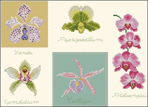 DMC 5 orchids