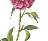 A Single Rose A Single Rose