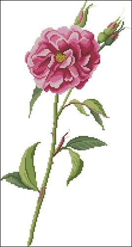 A Single Rose
