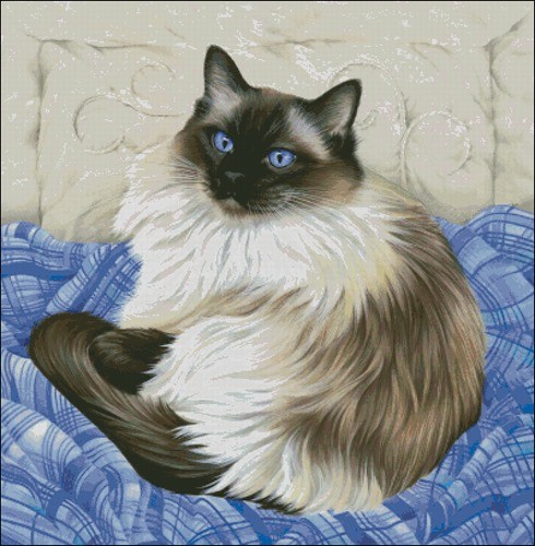 Голубоглазый кот