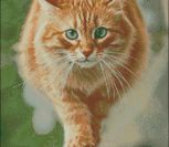 Рыжий кот Рыжий кот