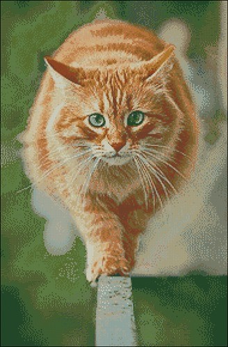 Рыжий кот
