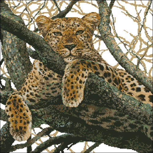 Leopard