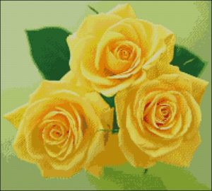 Bright Yellow Roses