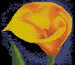 Yellow Flower Calla Yellow Flower Calla