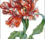 Striped Parrot Tulip 210146