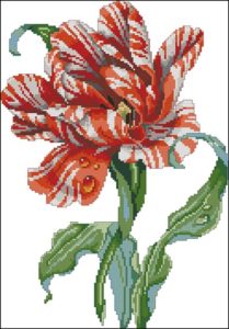 Striped Parrot Tulip 210146