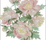 Peony Peony