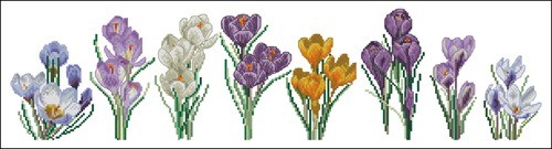 Crocus Varieties