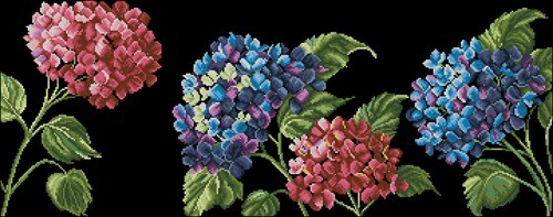 Hydrangea Blooms on Black