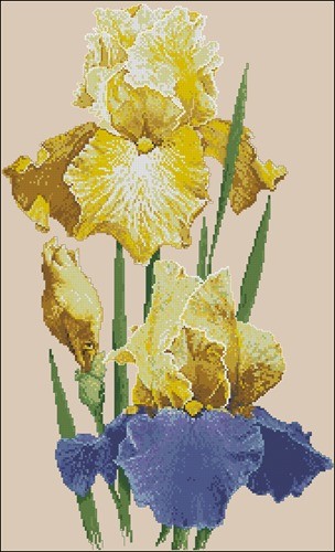 Yellow and Purple Irises