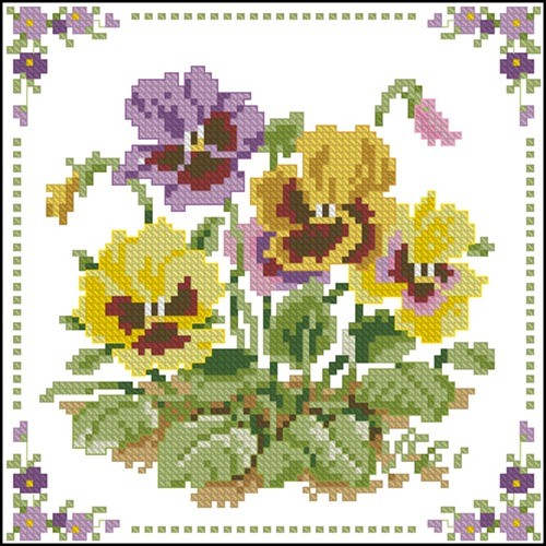 Bordered Pansies