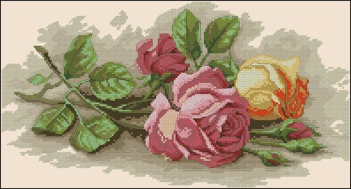 Rose Cuttings