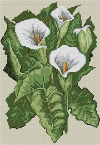 Calla Lilies