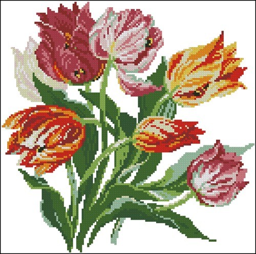 Tulips
