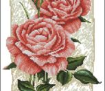 Cottage Rose in Bloom Cottage Rose in Bloom