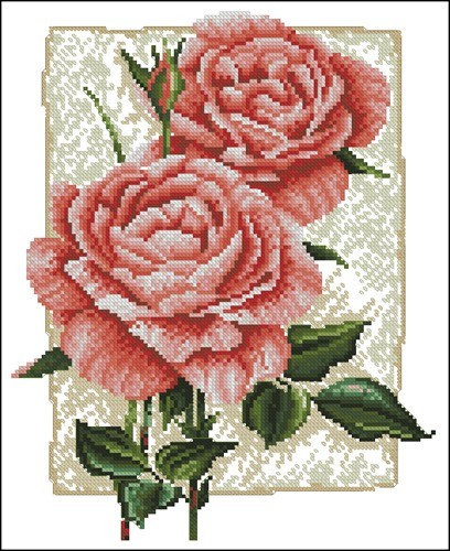 Cottage Rose in Bloom