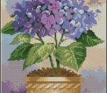 Hydrangea in Bloom Hydrangea in Bloom