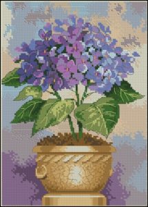 Hydrangea in Bloom Hydrangea in Bloom