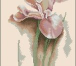 Iris Iris